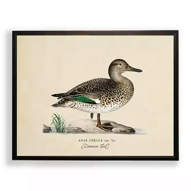Kirklands Home Vintage Common Teal Duck Framed Art Print Clearance