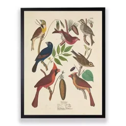 Kirklands Home Vintage Finch Birds Framed Art Print