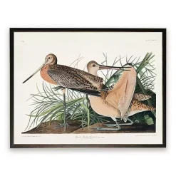 Kirklands Home Vintage Great Marbled Godwit Framed Art Print Sale