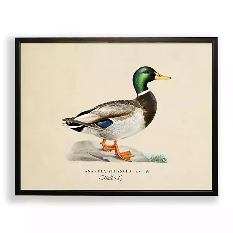 Kirklands Home Vintage Male Mallard Duck Framed Art Print Outlet