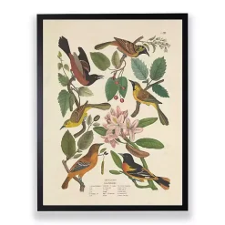 Kirklands Home Vintage Oriole Birds Framed Art Print Sale