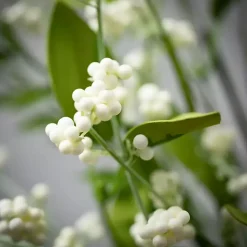 Arrangements & Greenery>Kirklands Home White Berry Leafy Garland